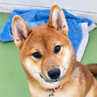 とんぼ写真