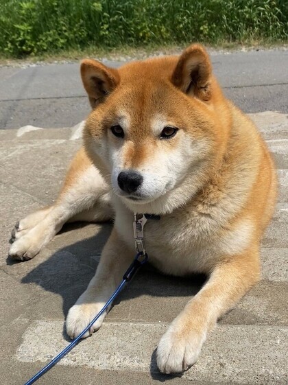 犬の写真