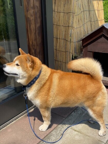 犬の写真2