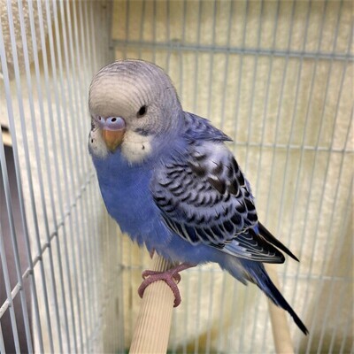 インコ写真1