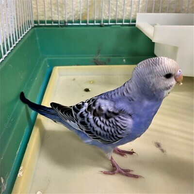インコ写真2