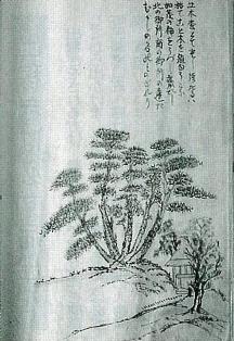 真澄が描いた五本松 真澄が描いた五本松