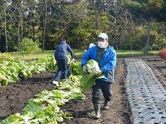 野菜収穫4