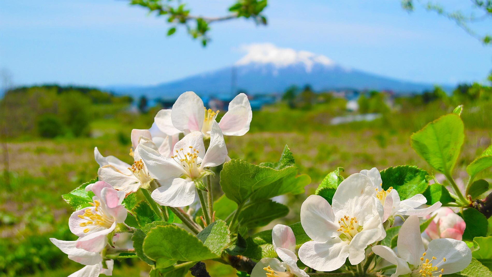 りんごの花の写真